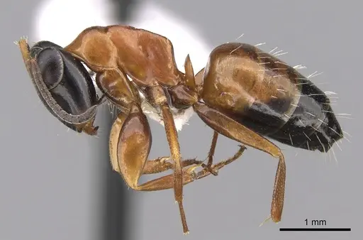 Opisthopsis rufithorax specimen CASENT0281146 image casent0281146_3