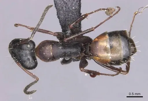 Opisthopsis rufithorax specimen CASENT0905177 image casent0905177_1