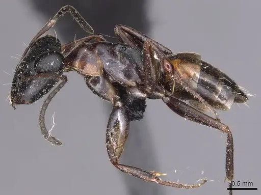 Opisthopsis rufithorax specimen CASENT0905177 image casent0905177_3