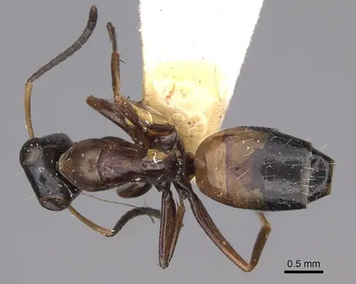 Opisthopsis rufithorax specimen CASENT0906853 image casent0906853_1