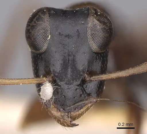 Opisthopsis rufithorax specimen CASENT0906853 image casent0906853_2