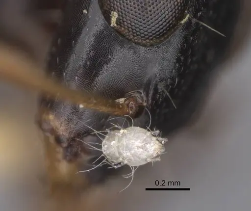 Opisthopsis rufithorax specimen CASENT0906853 image casent0906853_3