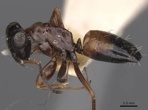 Opisthopsis rufithorax specimen CASENT0906853 image casent0906853_4