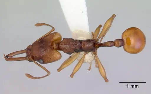 Orectognathus antennatus specimen CASENT0172360 image casent0172360_1