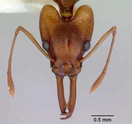 Orectognathus antennatus specimen CASENT0172360 image casent0172360_2