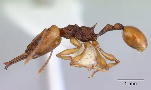 Orectognathus antennatus specimen CASENT0172360 image casent0172360_3