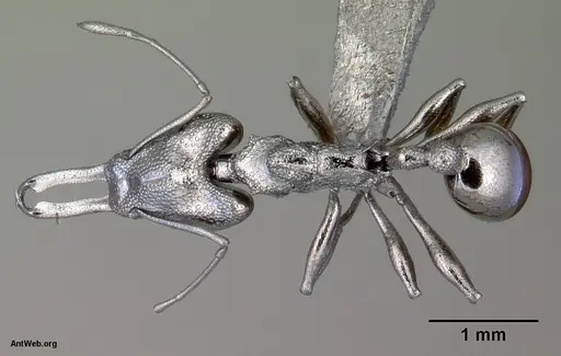 Orectognathus antennatus specimen CASENT0172361 image casent0172361_1