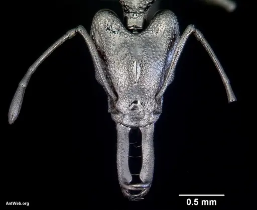 Orectognathus antennatus specimen CASENT0172361 image casent0172361_2