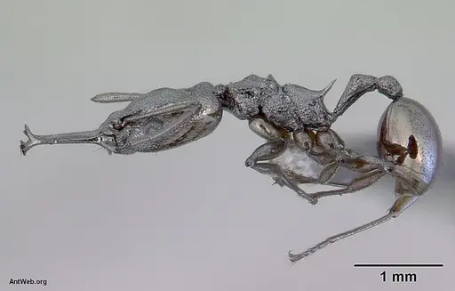 Orectognathus antennatus specimen CASENT0172361 image casent0172361_3