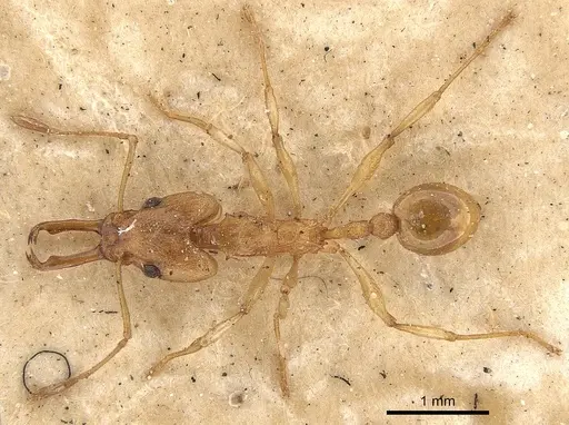 Orectognathus antennatus specimen CASENT0900011 image casent0900011_1