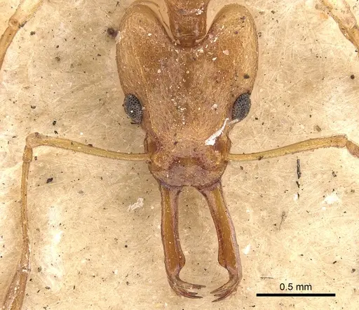 Orectognathus antennatus specimen CASENT0900011 image casent0900011_2