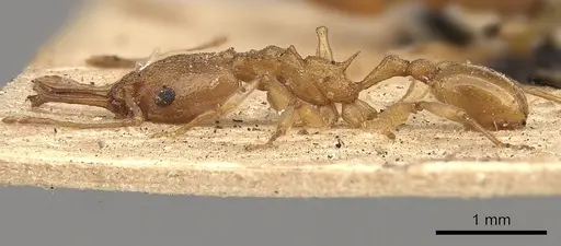 Orectognathus antennatus specimen CASENT0900011 image casent0900011_3