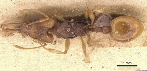 Orectognathus antennatus specimen CASENT0911209 image casent0911209_1