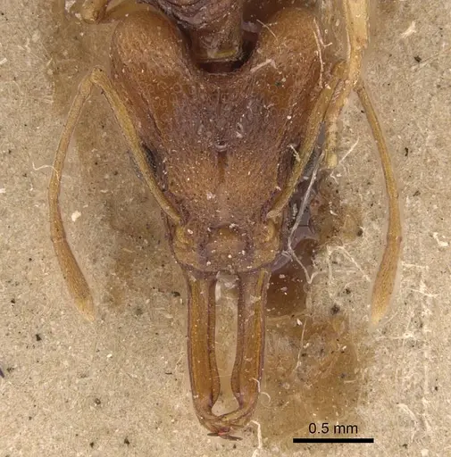 Orectognathus antennatus specimen CASENT0911209 image casent0911209_2
