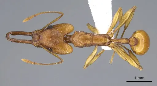 Orectognathus antennatus specimen CASENT0914669 image casent0914669_1