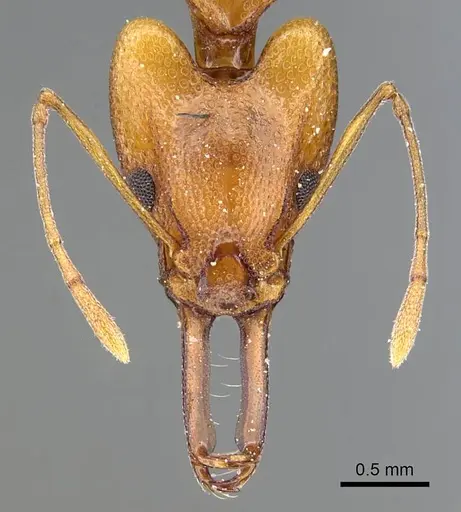 Orectognathus antennatus specimen CASENT0914669 image casent0914669_2