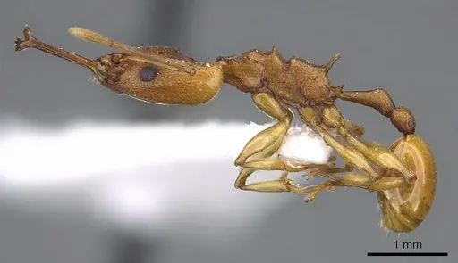 Orectognathus antennatus specimen CASENT0914669 image casent0914669_3