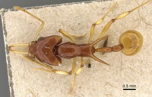Orectognathus biroi specimen CASENT0922225 image casent0922225_1