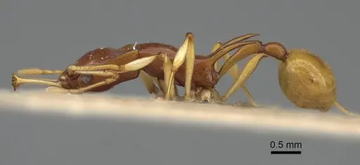 Orectognathus biroi specimen CASENT0922225 image casent0922225_3