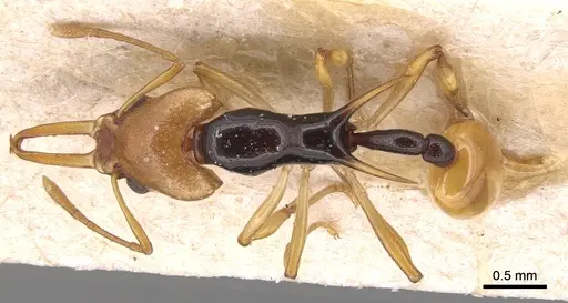Orectognathus chyzeri specimen CASENT0904930 image casent0904930_1