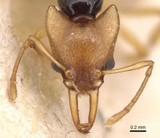 Orectognathus chyzeri specimen CASENT0904930 image casent0904930_2