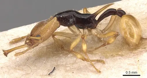 Orectognathus chyzeri specimen CASENT0904930 image casent0904930_3
