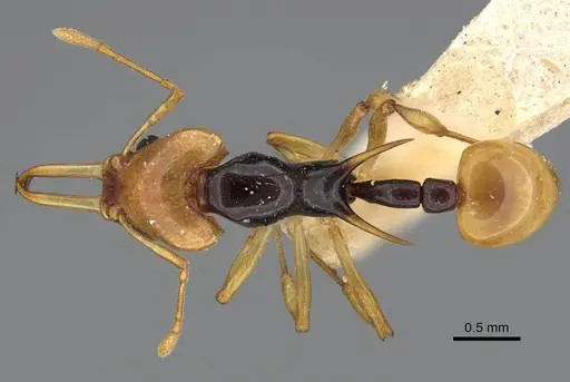 Orectognathus chyzeri specimen CASENT0922224 image casent0922224_1