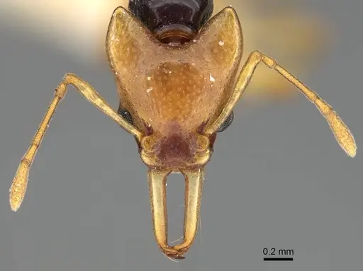 Orectognathus chyzeri specimen CASENT0922224 image casent0922224_2