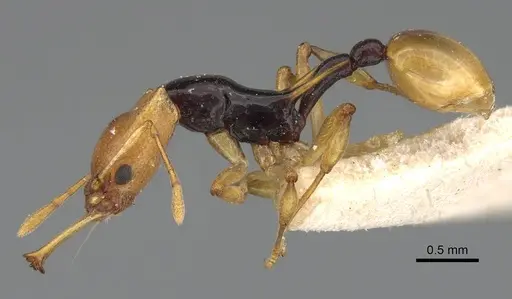 Orectognathus chyzeri specimen CASENT0922224 image casent0922224_3