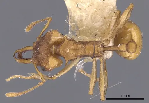 Orectognathus clarki specimen CASENT0900020 image casent0900020_1