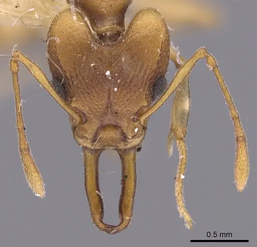 Orectognathus clarki specimen CASENT0900020 image casent0900020_2