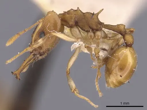 Orectognathus clarki specimen CASENT0900020 image casent0900020_3