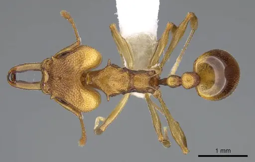 Orectognathus clarki specimen CASENT0914670 image casent0914670_1