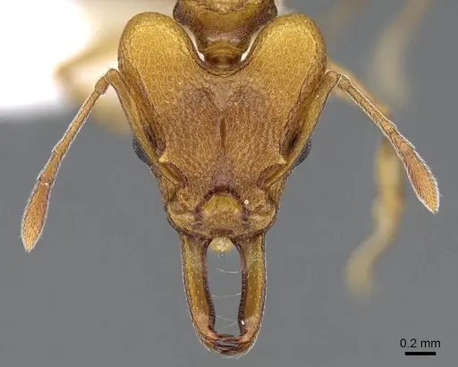 Orectognathus clarki specimen CASENT0914670 image casent0914670_2