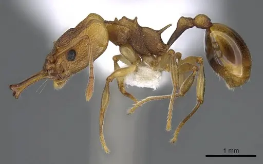 Orectognathus clarki specimen CASENT0914670 image casent0914670_3