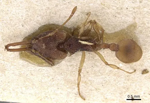 Orectognathus csikii specimen CASENT0922223 image casent0922223_1
