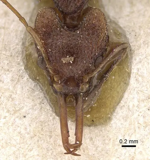 Orectognathus csikii specimen CASENT0922223 image casent0922223_2