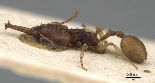 Orectognathus csikii specimen CASENT0922223 image casent0922223_3