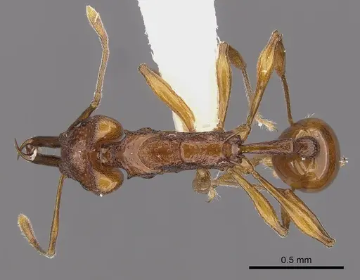 Orectognathus darlingtoni specimen CASENT0900012 image casent0900012_1