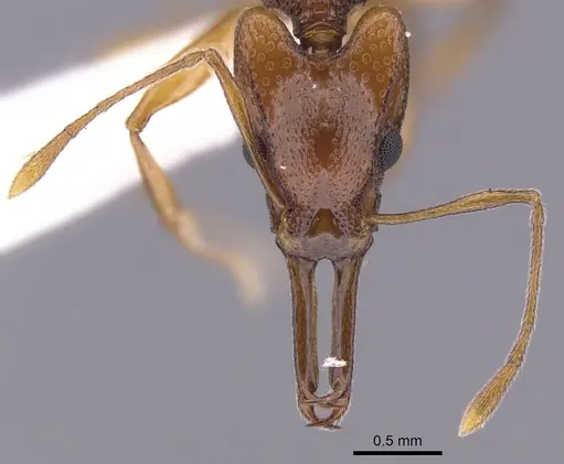 Orectognathus darlingtoni specimen CASENT0900012 image casent0900012_2