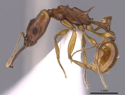 Orectognathus darlingtoni specimen CASENT0900012 image casent0900012_3