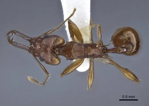 Orectognathus darlingtoni specimen CASENT0916659 image casent0916659_1