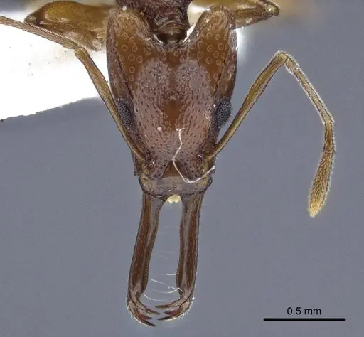Orectognathus darlingtoni specimen CASENT0916659 image casent0916659_2