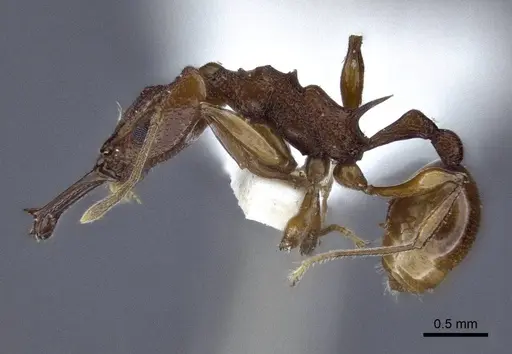 Orectognathus darlingtoni specimen CASENT0916659 image casent0916659_3