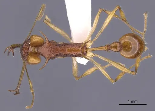 Orectognathus echinus specimen CASENT0900014 image casent0900014_1