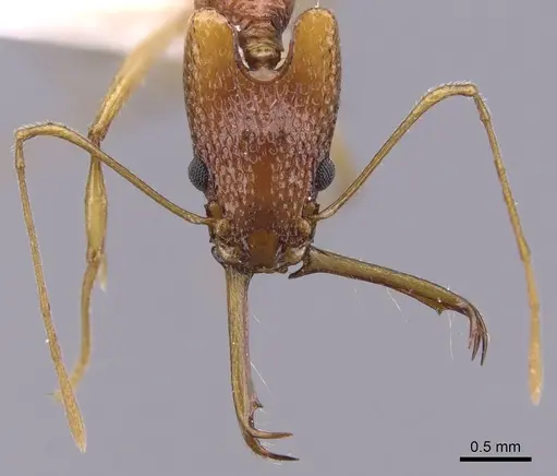Orectognathus echinus specimen CASENT0900014 image casent0900014_2