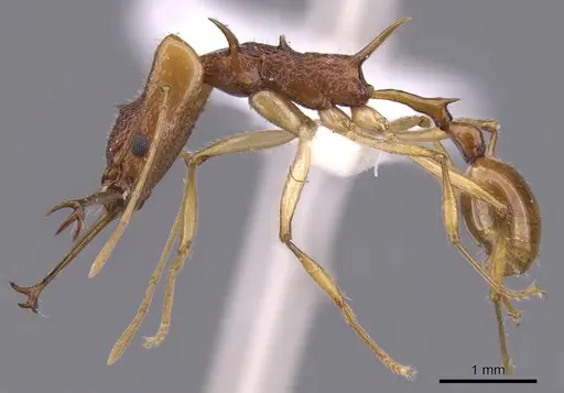 Orectognathus echinus specimen CASENT0900014 image casent0900014_3