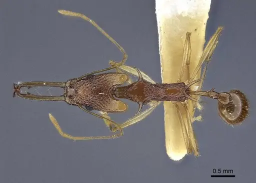 Orectognathus echinus specimen CASENT0916660 image casent0916660_1