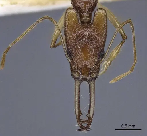 Orectognathus echinus specimen CASENT0916660 image casent0916660_2