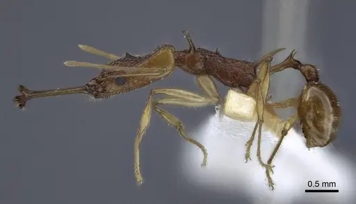 Orectognathus echinus specimen CASENT0916660 image casent0916660_3